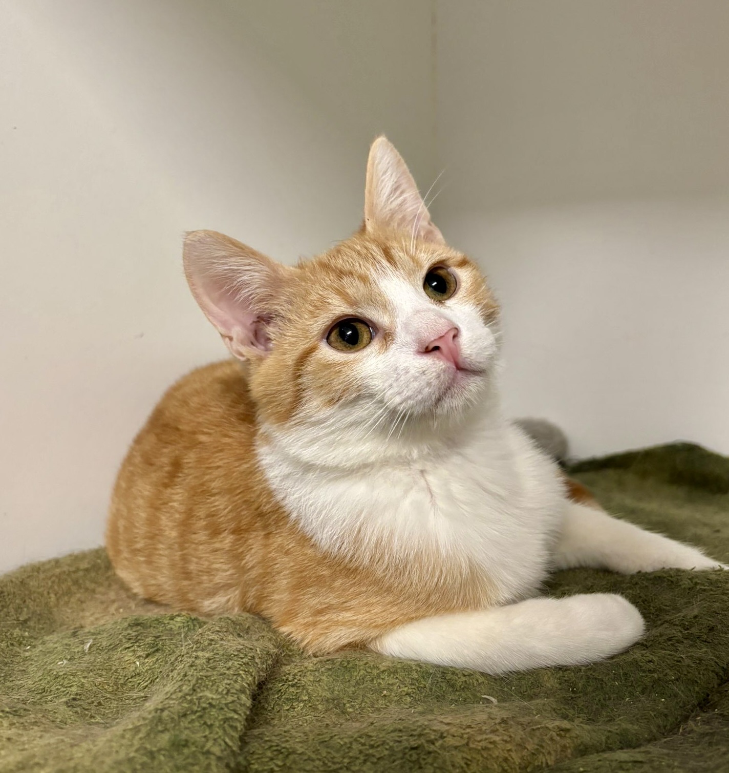 Renny - sweet boy learning to love - Image 2