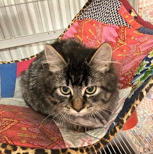 Neptune - beautiful girl - Image 2