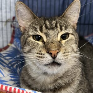Will - the gentle cuddly tabby ready for family life