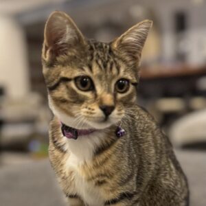 Rafaella - gentle and playful lap kitten