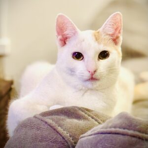 Curious, chatty and charming Chester