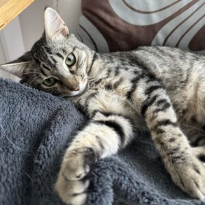 Ollie - the sweetest little shadow in waiting