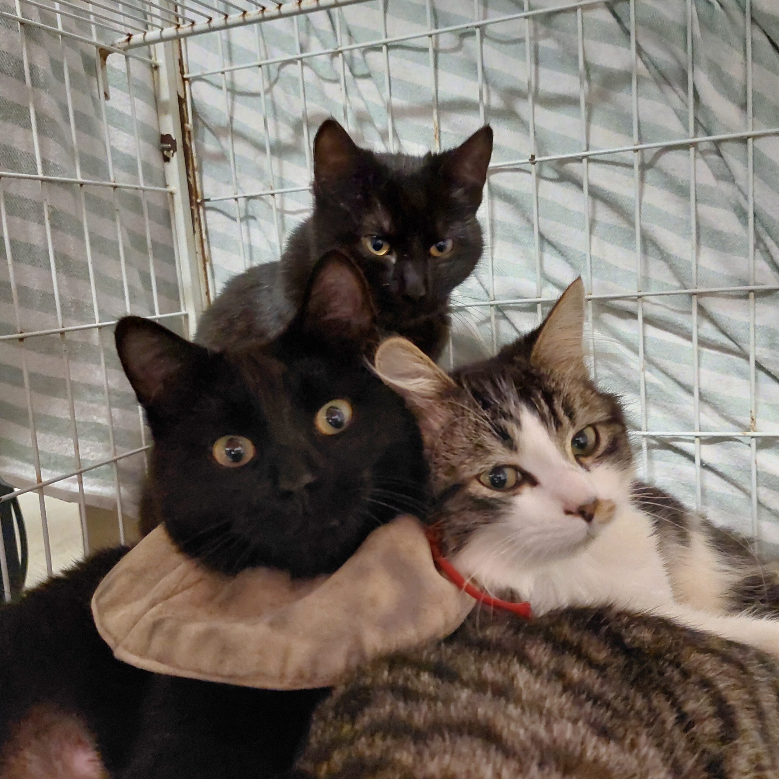 Venus - love her to the moon and back - Image 2