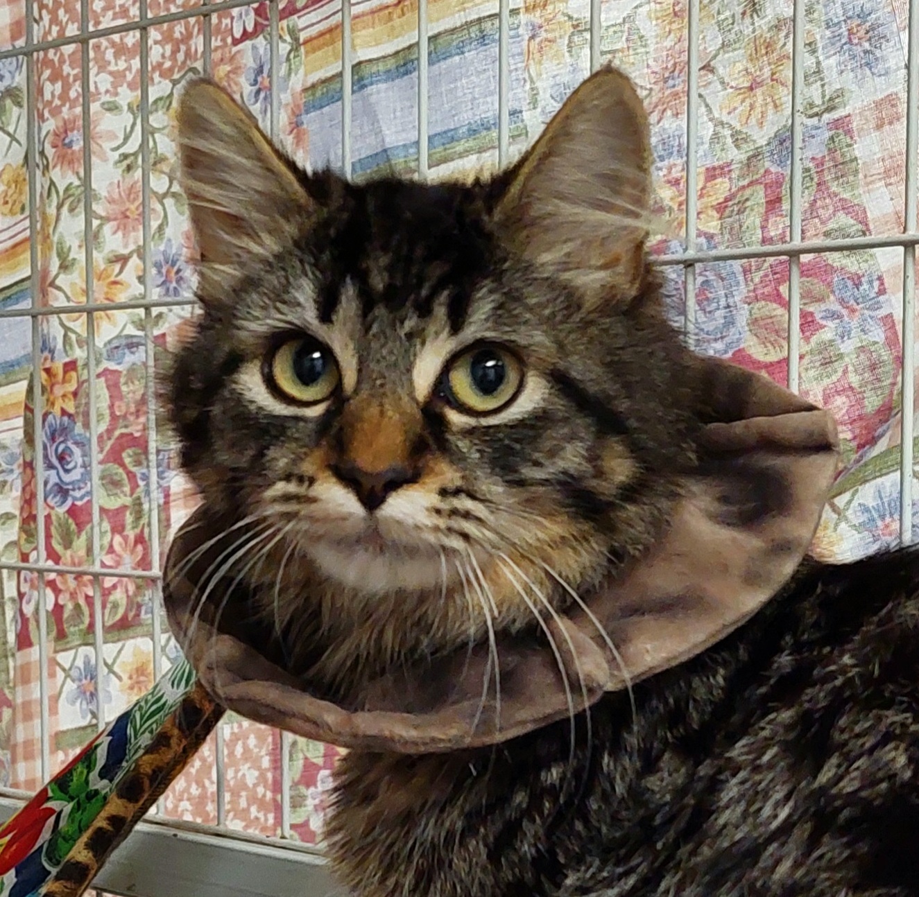 Neptune - beautiful girl - Image 3