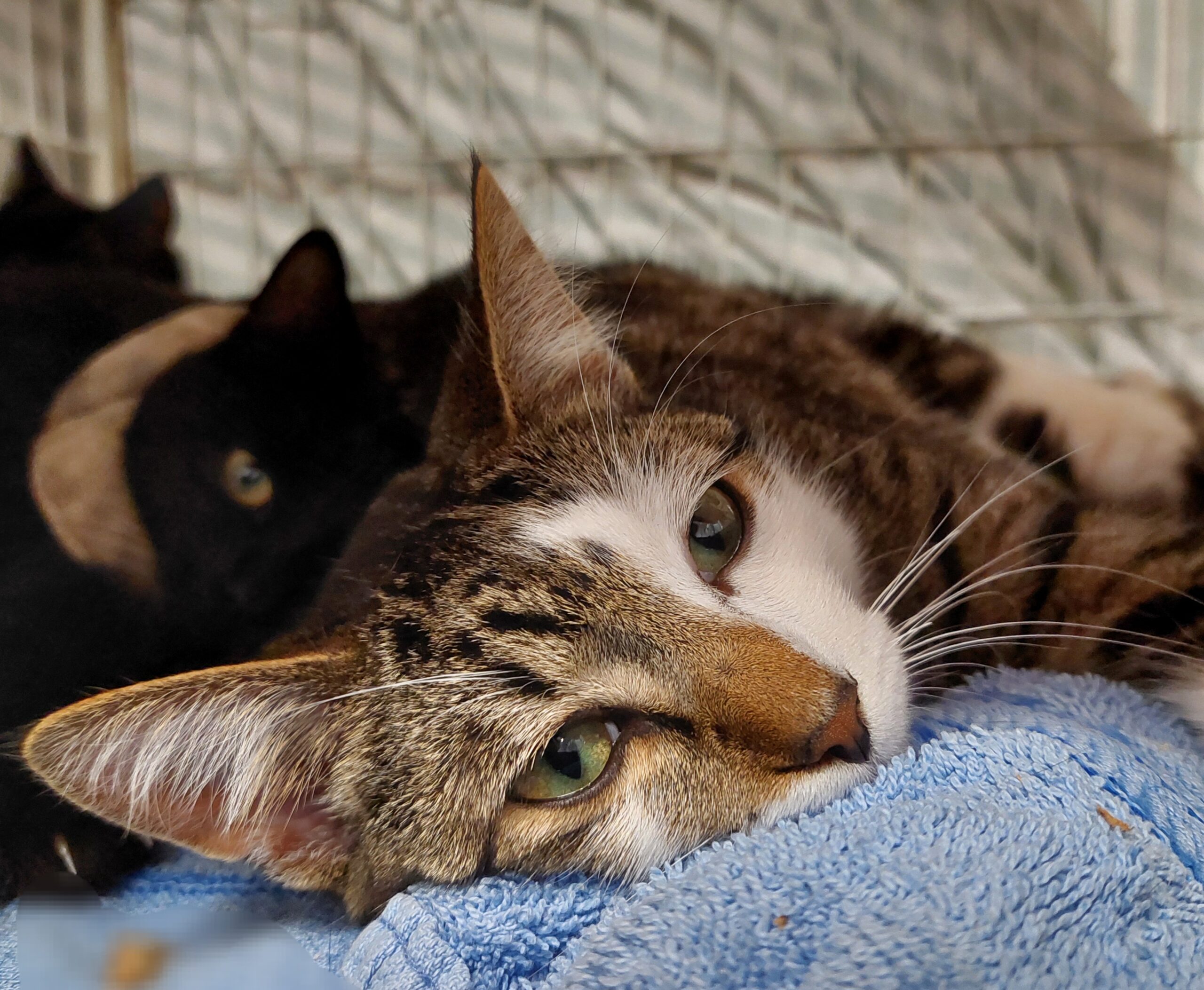 Saturn - friendly, confident boy