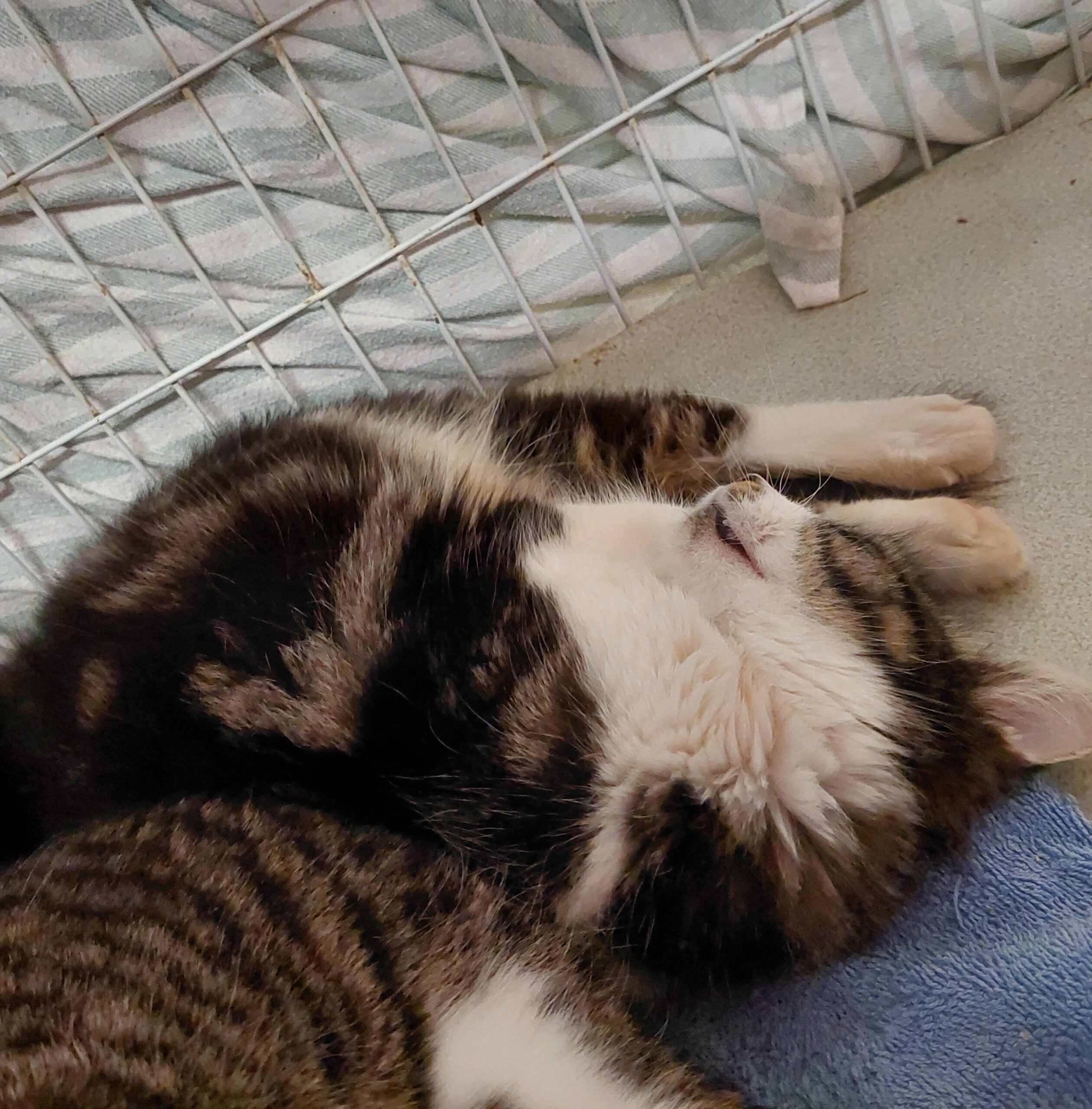 Venus - love her to the moon and back - Image 3