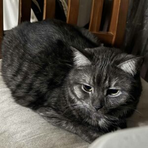 Handsome Humphrey: The Gentle Playful Tabby