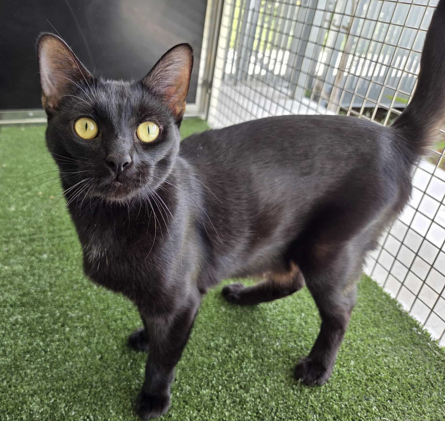 Ravyn - stunning young Mum - Image 4