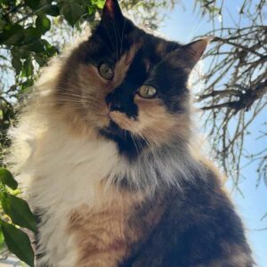 Moo Moo - calm and loving companion