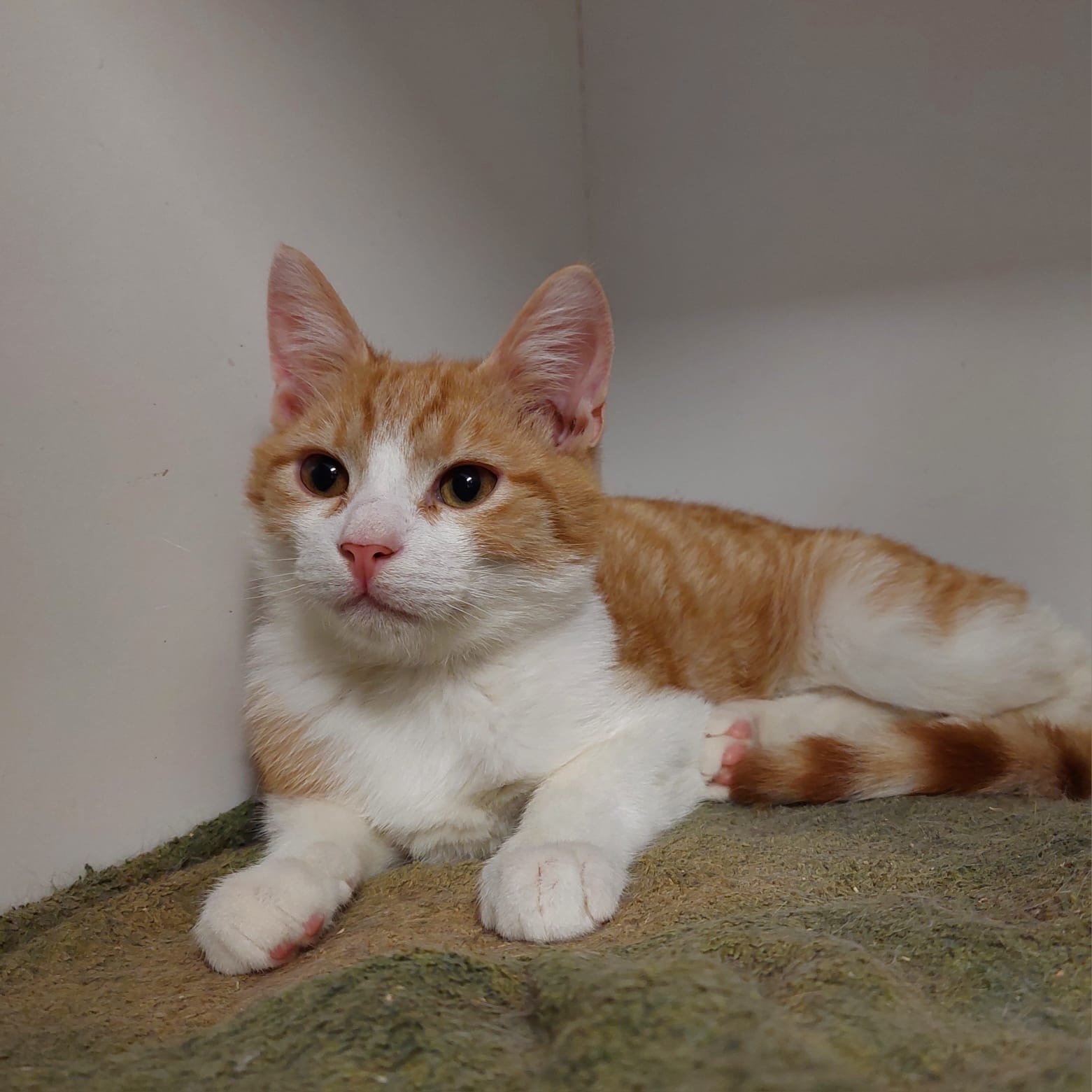 Renny - sweet boy learning to love - Image 3