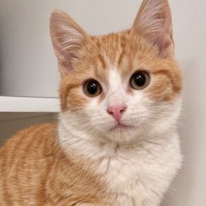 Renny - sweet boy learning to love