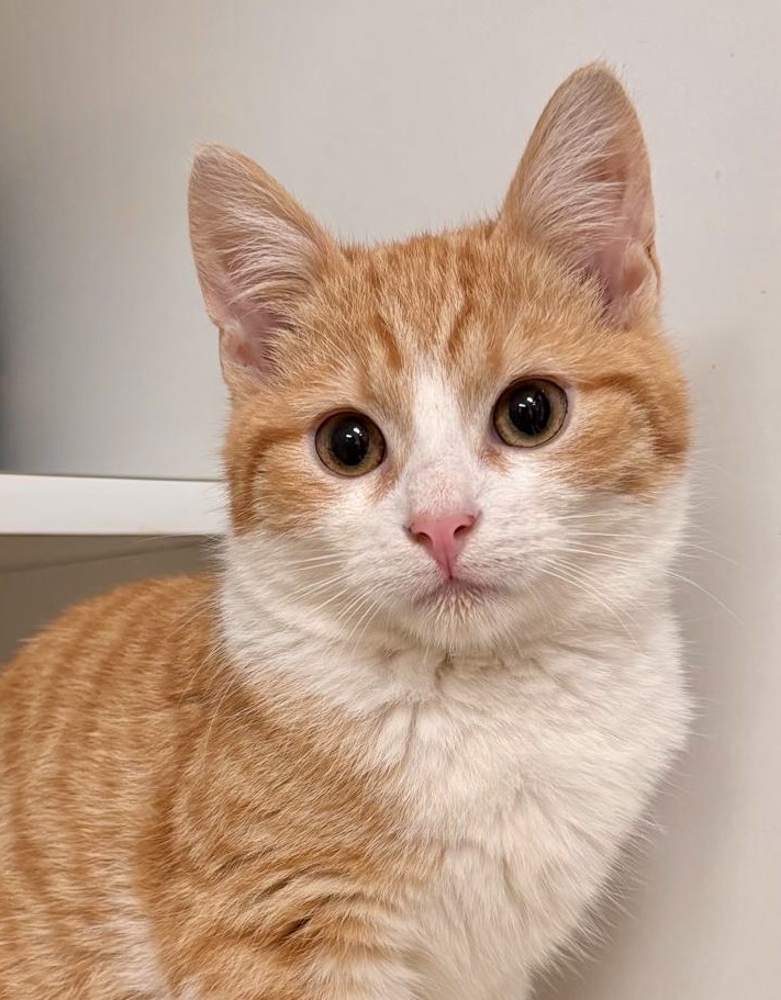 Renny - sweet boy learning to love