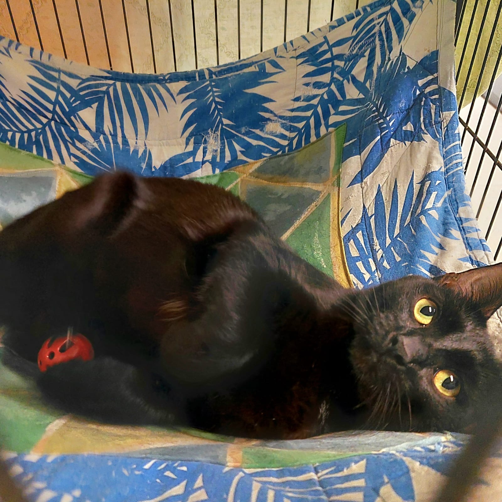 Ravyn - stunning young Mum - Image 2