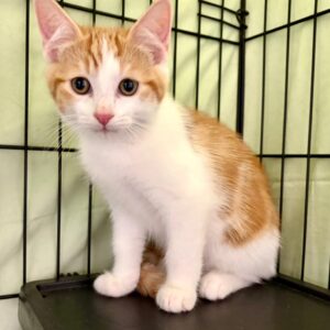 Toast - curious young kitten needing a patient loving home