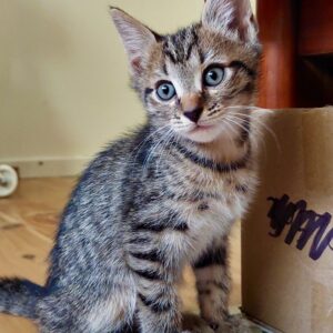 Fizz - the fun-loving foodie