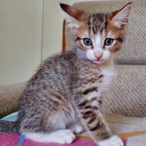 Suds - the playful little adventurer