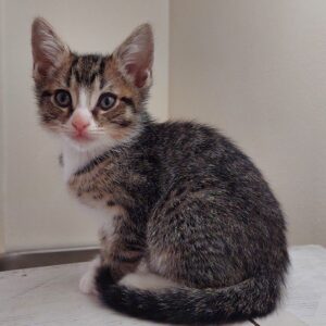 Rainbow - the curious little acrobat