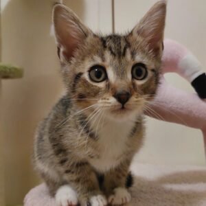 Tub - cuddly lap kitten
