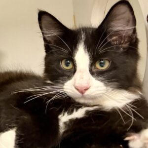 Ronaldo - sweet, social and full of love