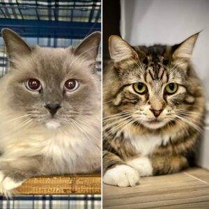 Billie and Ravioli - calm, affectionate and inseparable