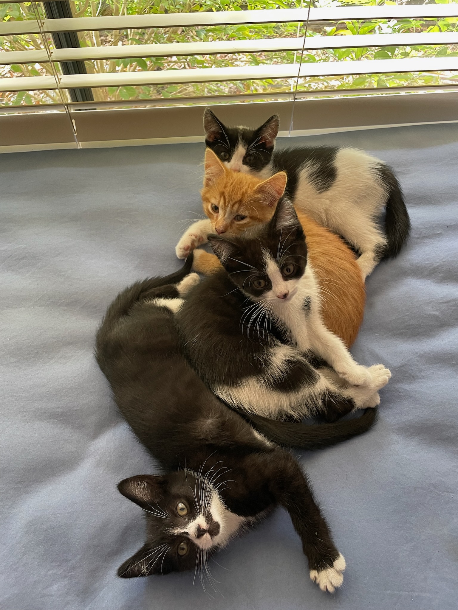 Cobweb - soft-hearted little snugglebug - Image 5