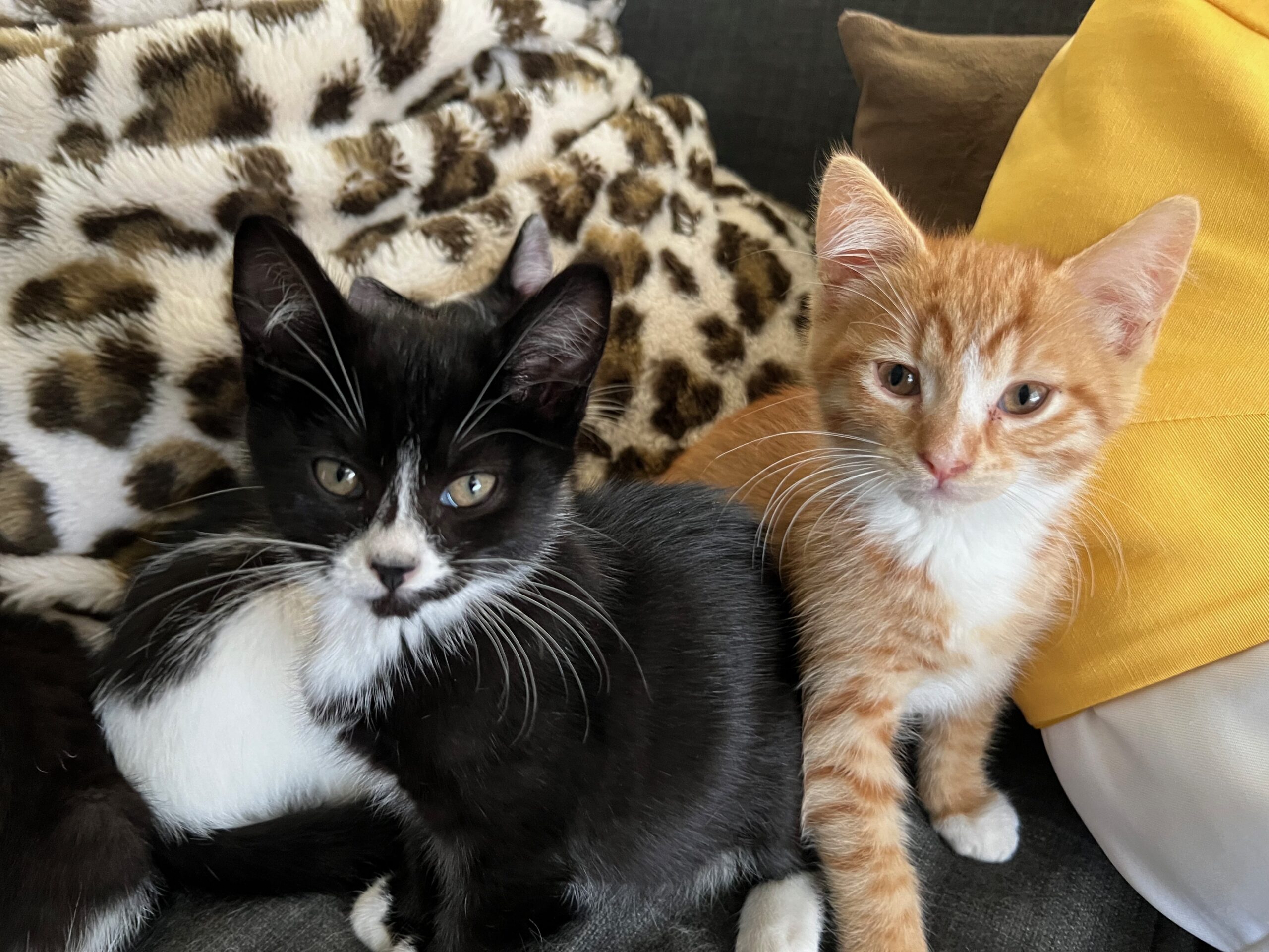 Cobweb - soft-hearted little snugglebug - Image 3