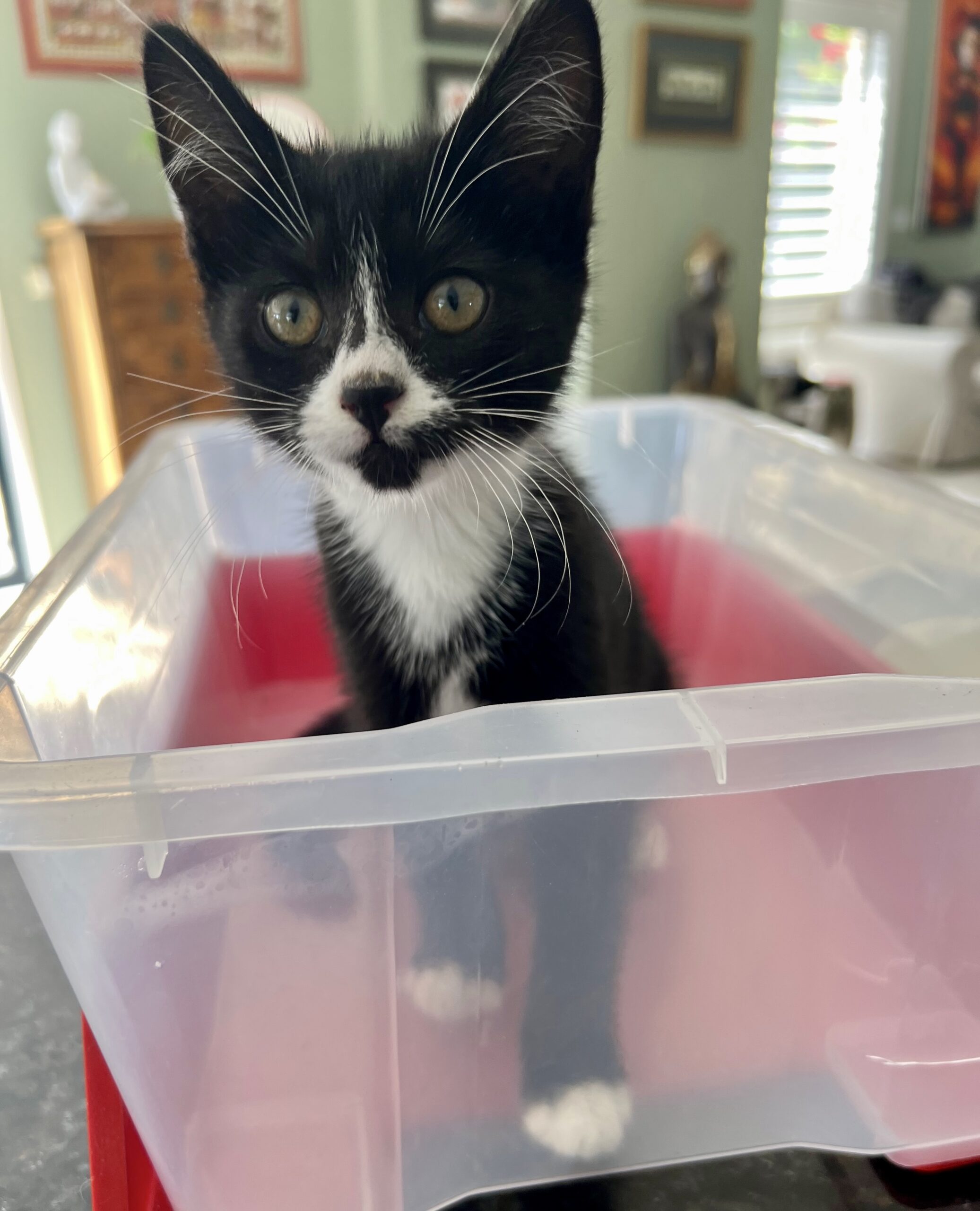 Cobweb - soft-hearted little snugglebug - Image 2