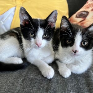 Copy and Paste - the dynamic duo