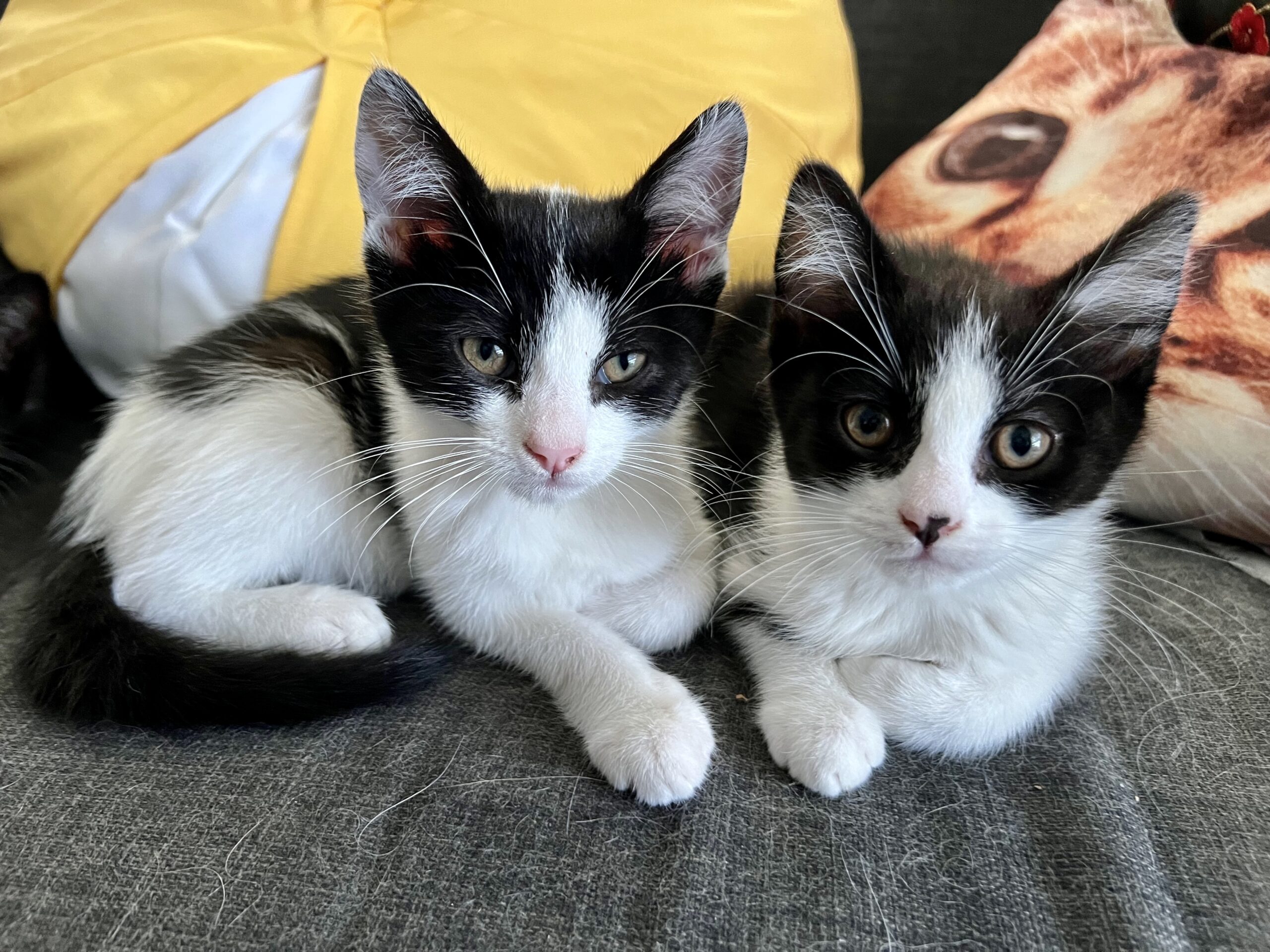 Copy and Paste - the dynamic duo