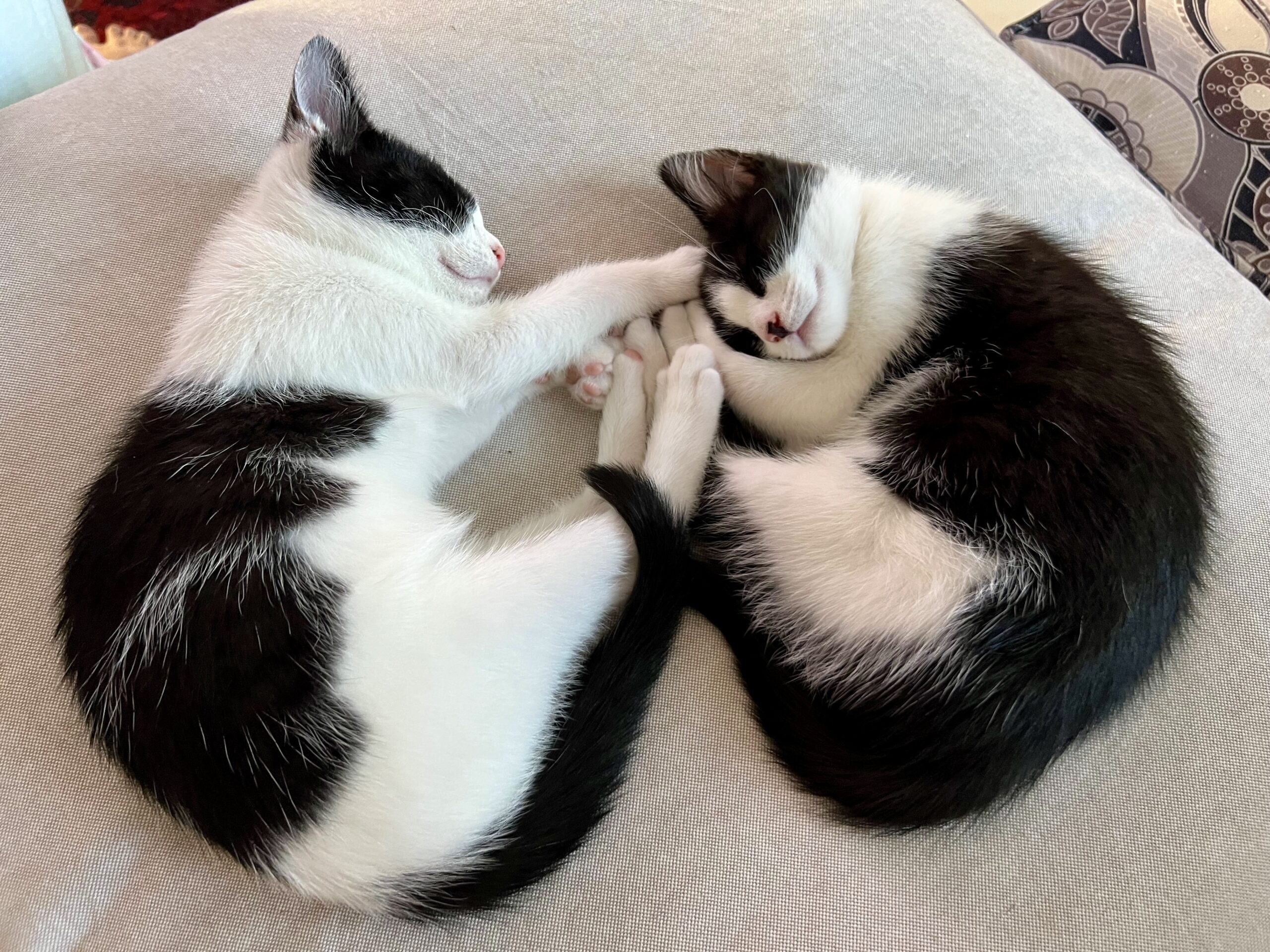 Copy and Paste - the dynamic duo - Image 2