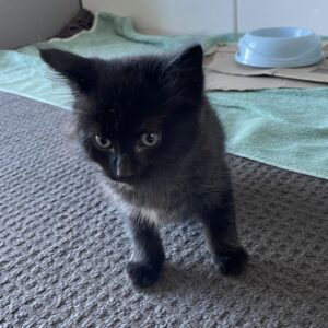 Humphrey - playful, cuddly and full of charm