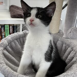 Moo - affectionate kitten with the loudest purr