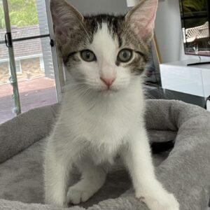 Tilly - from zoomies to lap time