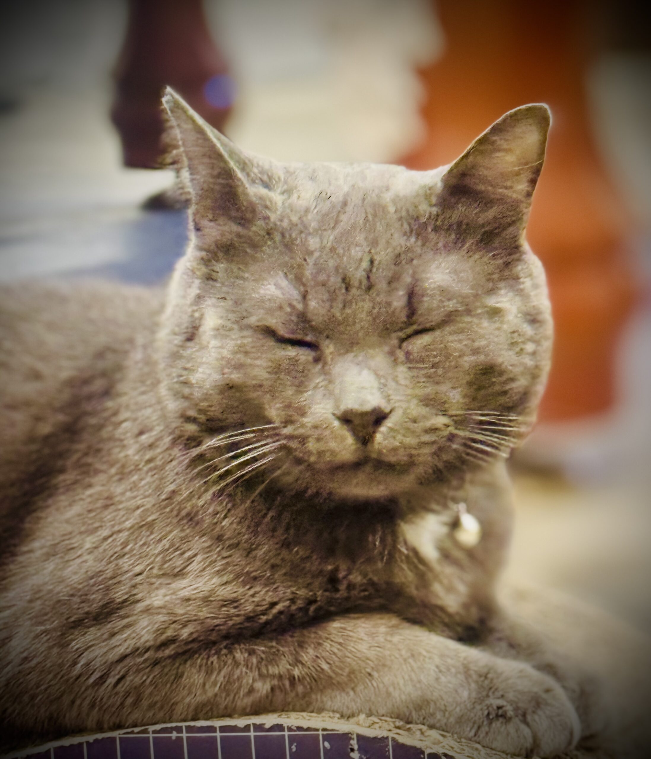 Ben - the calm, charming gentleman - Image 4