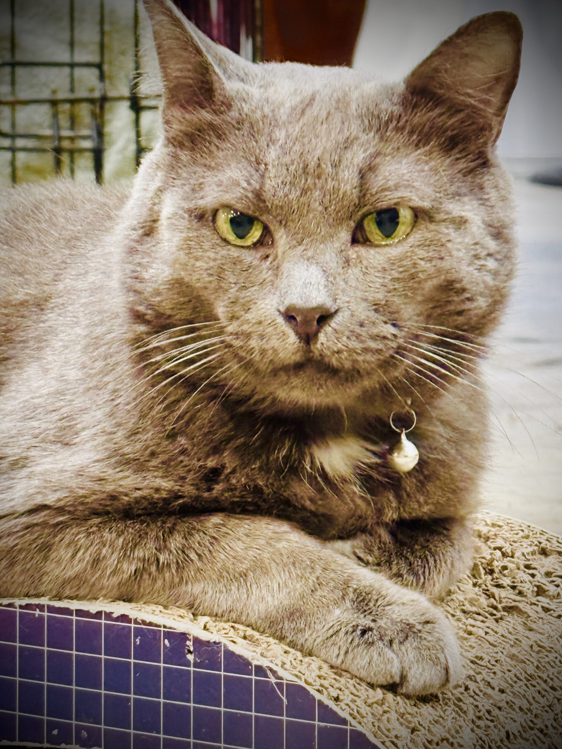 Ben - the calm, charming gentleman - Image 2