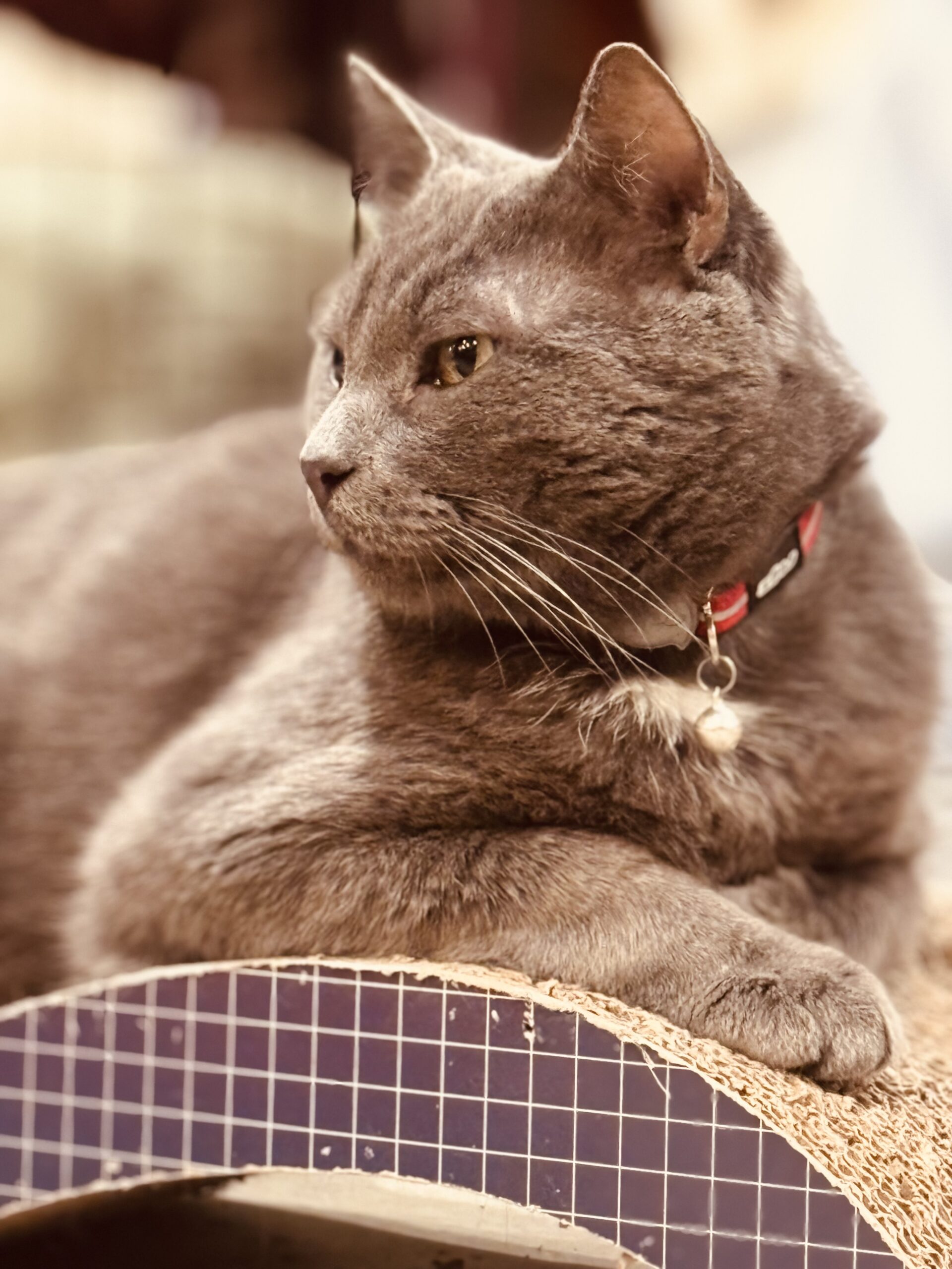 Ben - the calm, charming gentleman - Image 3