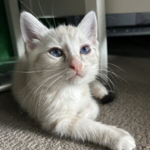 Milky Way - a curious little star