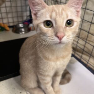 Rachel - sweet and cuddly kitten
