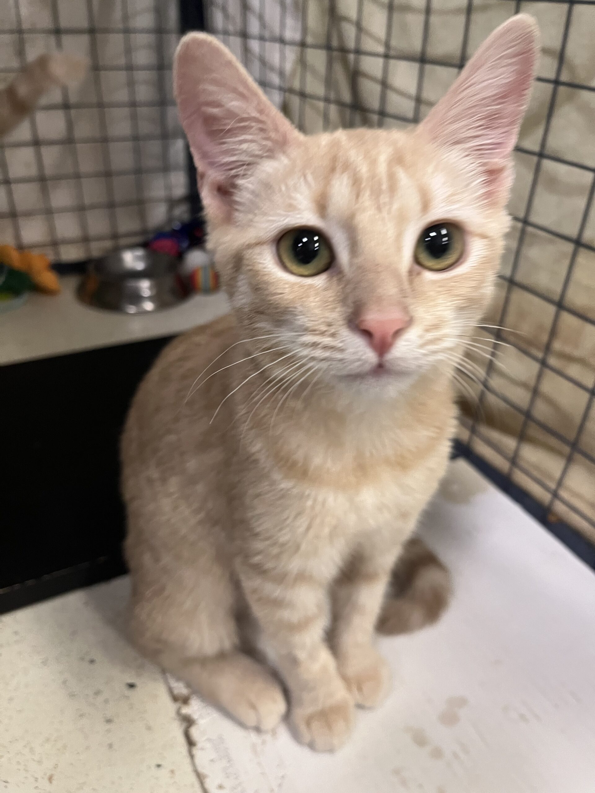 Rachel - sweet and cuddly kitten