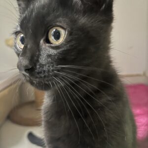 Cutie - tiny bundle of energy and affection