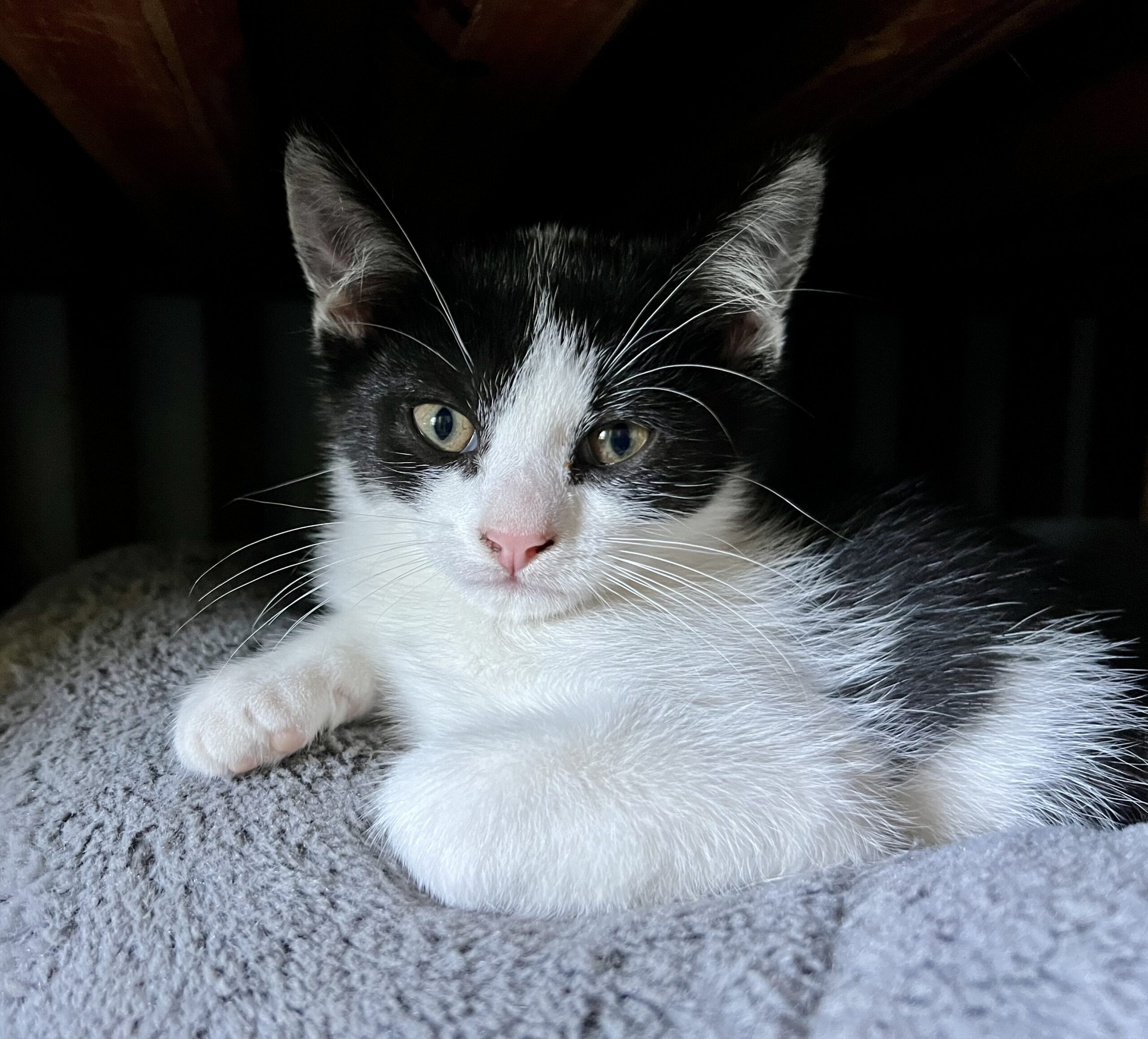 Copy and Paste - the dynamic duo - Image 3