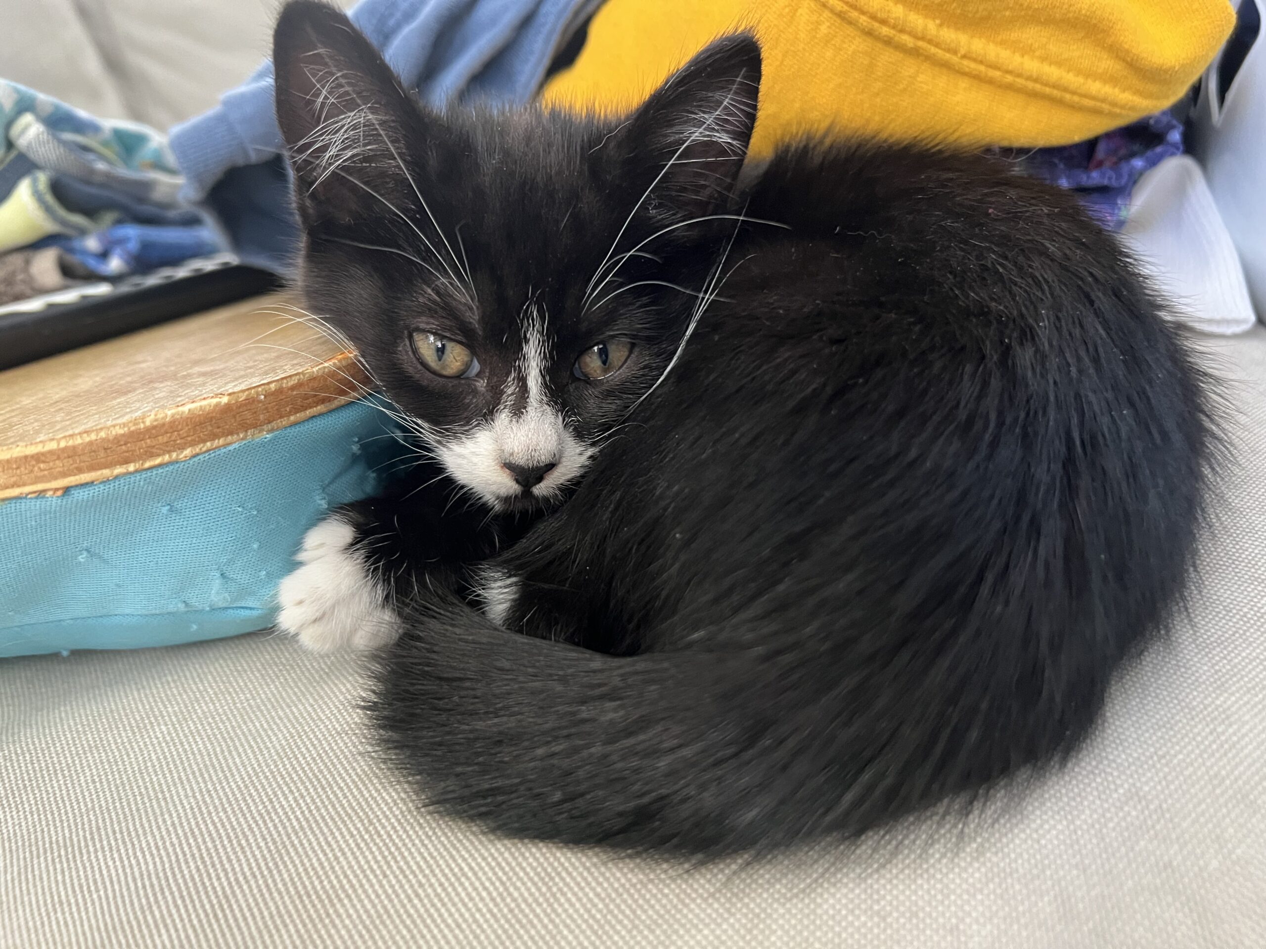 Cobweb - soft-hearted little snugglebug - Image 4