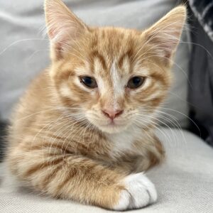 Apricot - the bold adventurer