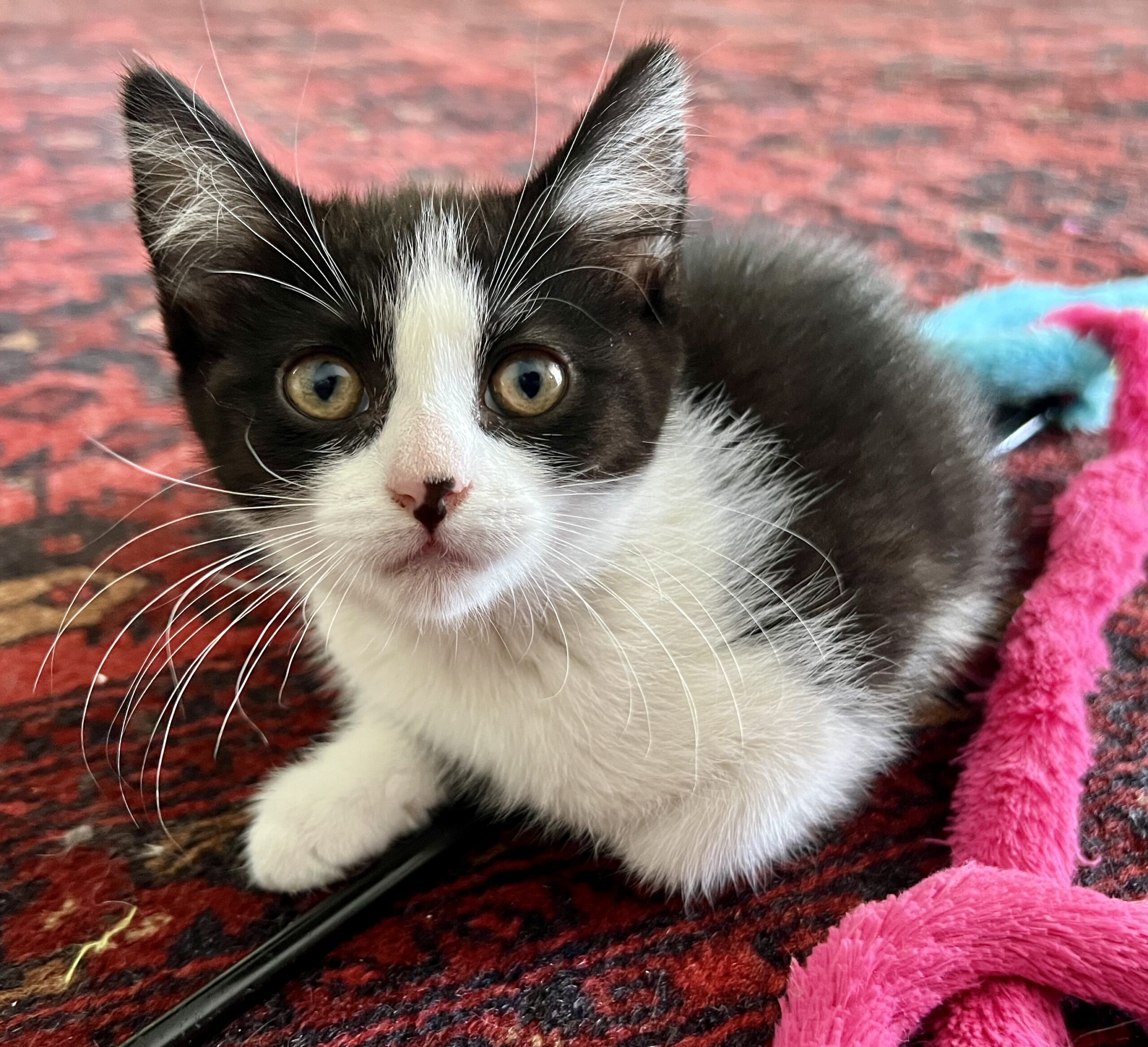 Copy and Paste - the dynamic duo - Image 5