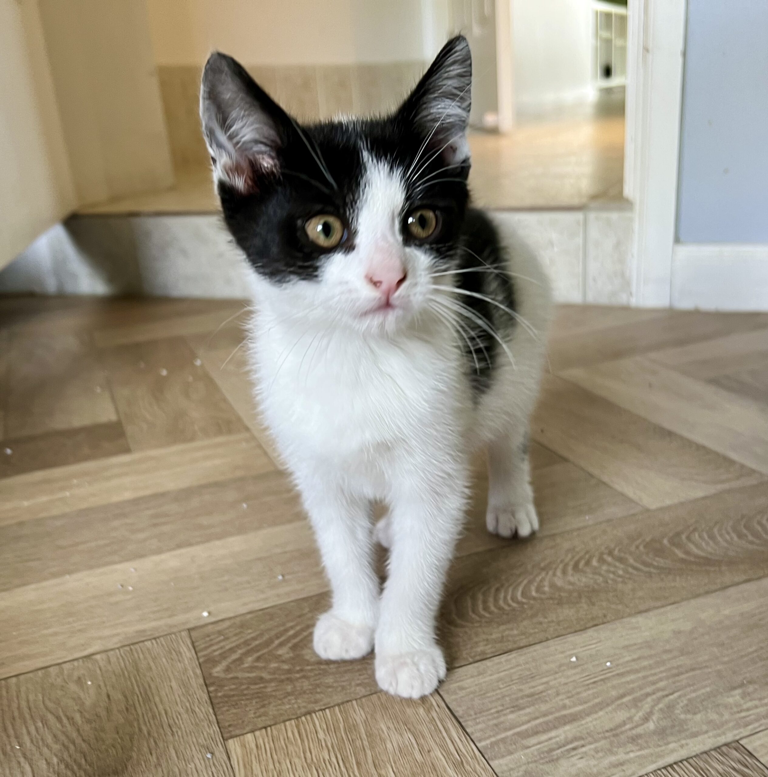 Copy and Paste - the dynamic duo - Image 4