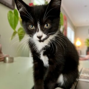 Cobweb - soft-hearted little snugglebug