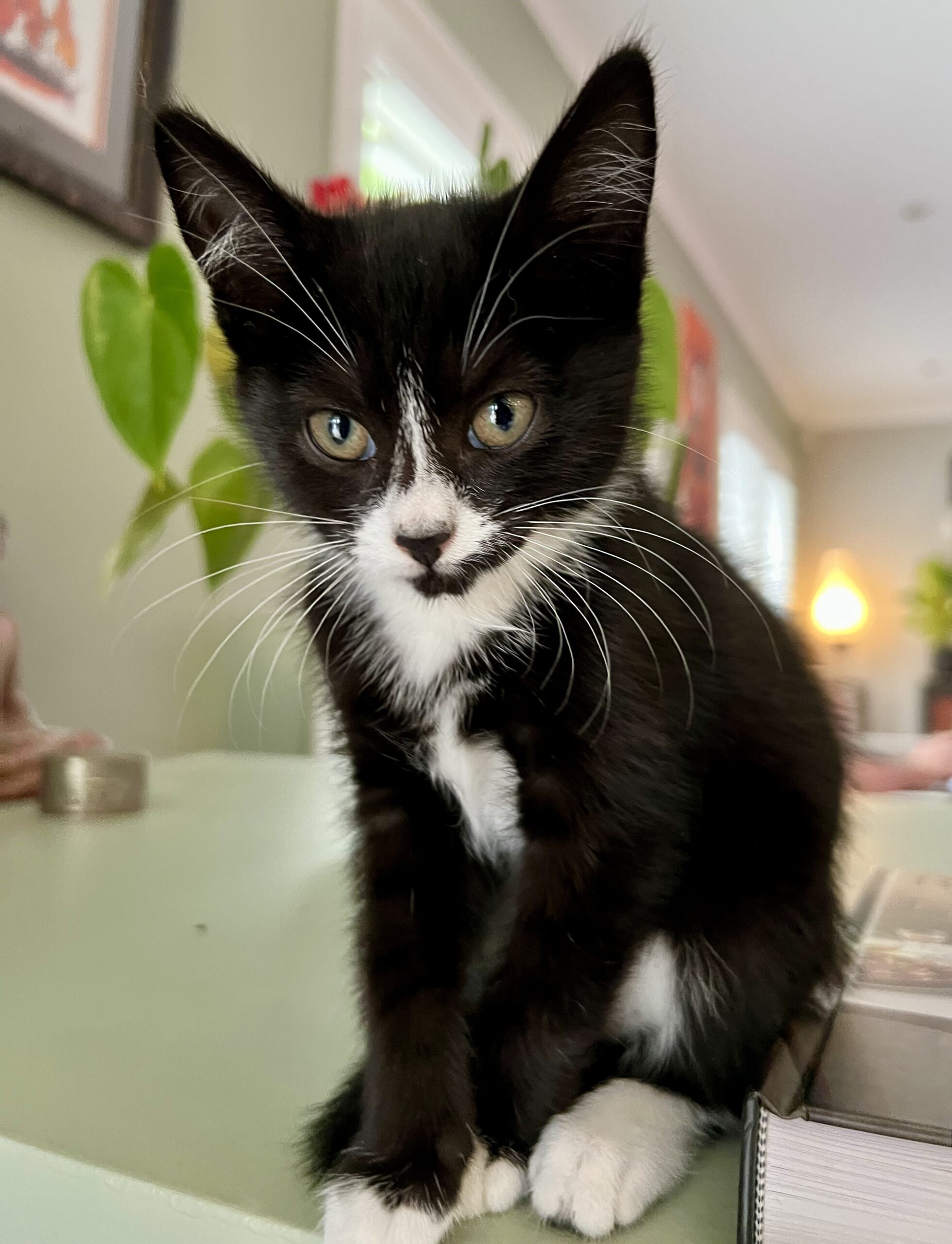 Cobweb - soft-hearted little snugglebug