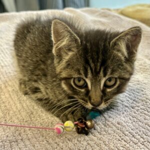 Dash - playful, cuddly and social