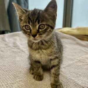 Tiger - playful and affectionate kitten