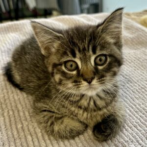 Alvin - small, sweet and full of energy